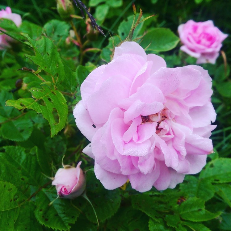 IMG_20170711_080831_541