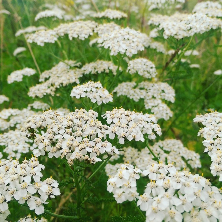 IMG_20170722_193527_963