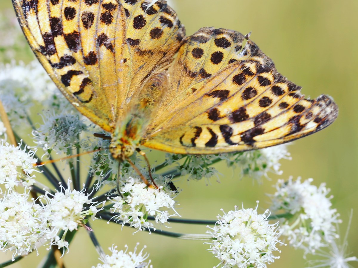 August Goals &&nbsp;Intentions