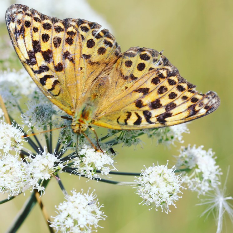 IMG_20170814_155350_755