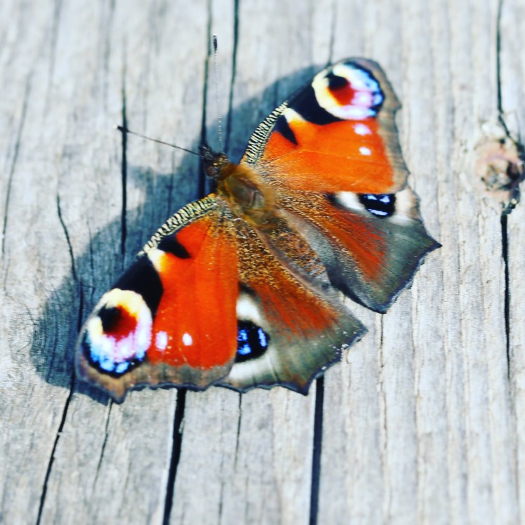 IMG_20170814_155513_849