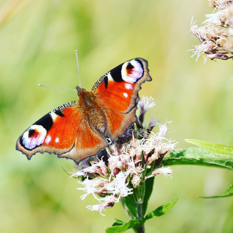 IMG_20170814_155535_407