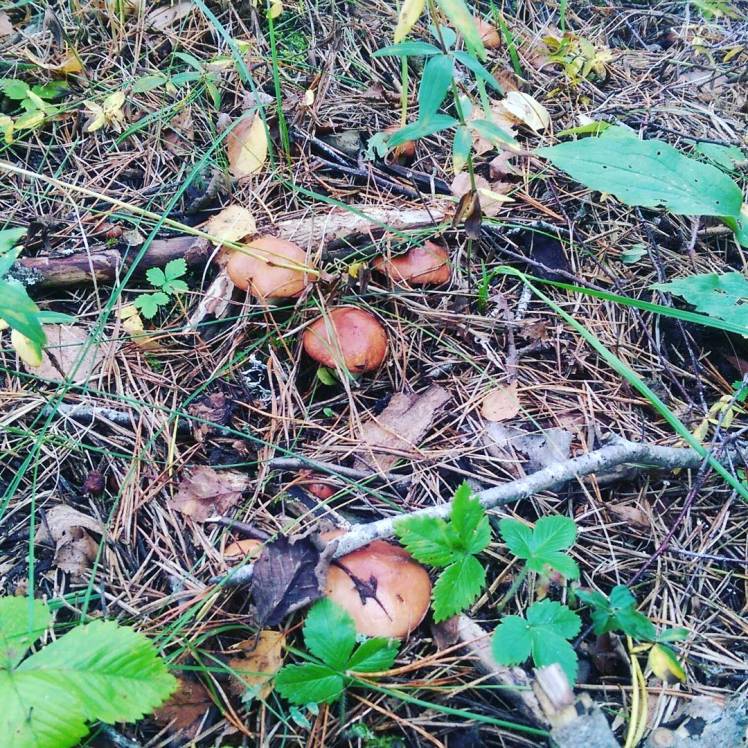 IMG_20170905_141730_445