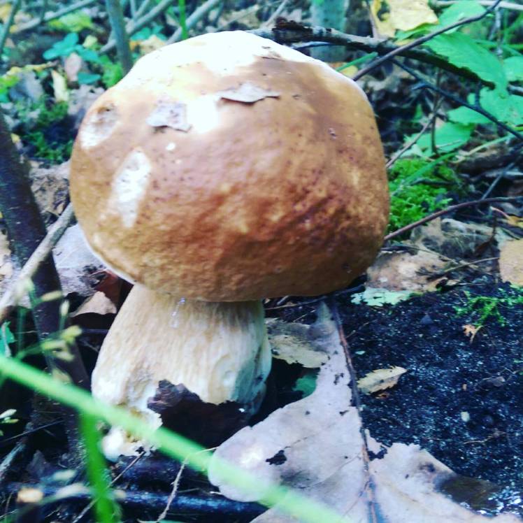 IMG_20170905_141730_446