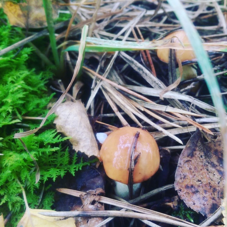 IMG_20170905_150121_462