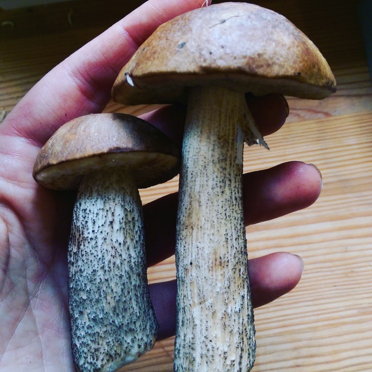 IMG_20170906_173647_990