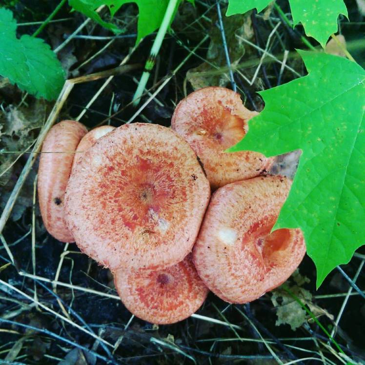 IMG_20170910_194749_175