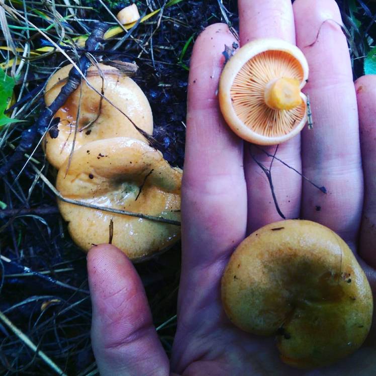 IMG_20170912_170823_015