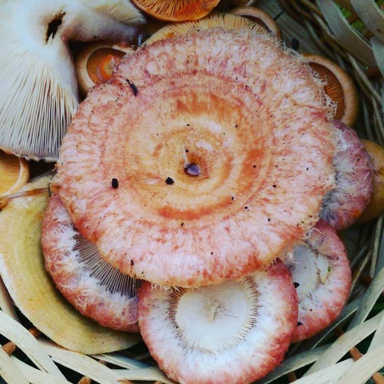 IMG_20170912_170823_016