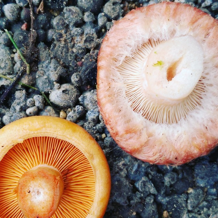 IMG_20170912_171209_032