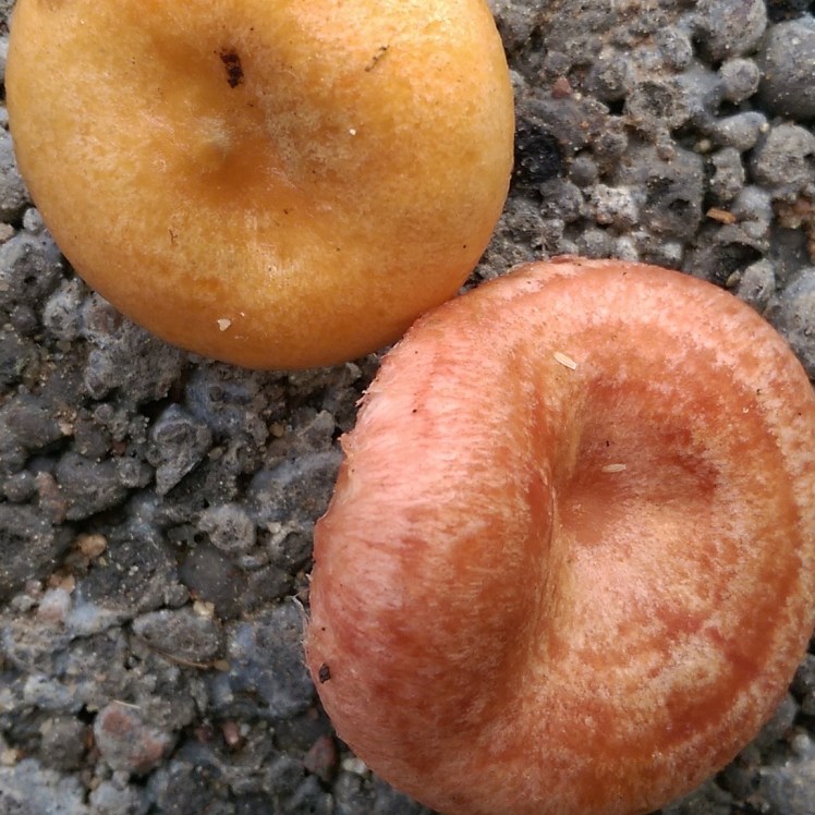 IMG_20170912_171232_546