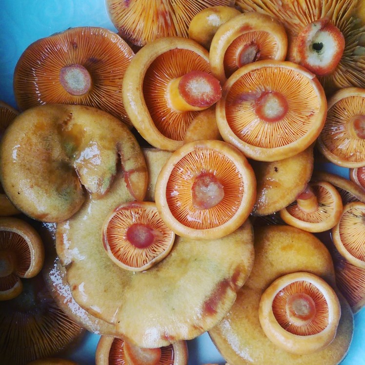 IMG_20170912_172008_071