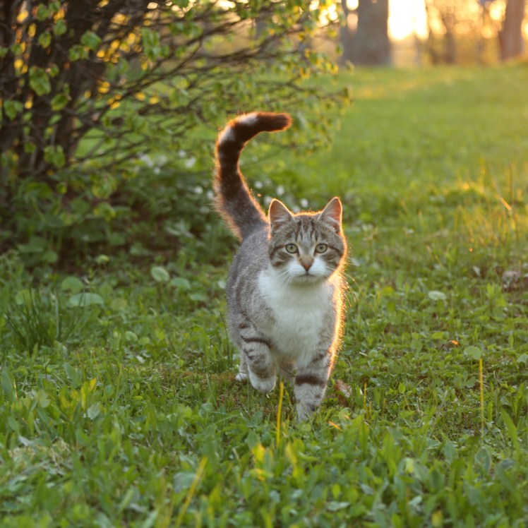 cat sunset