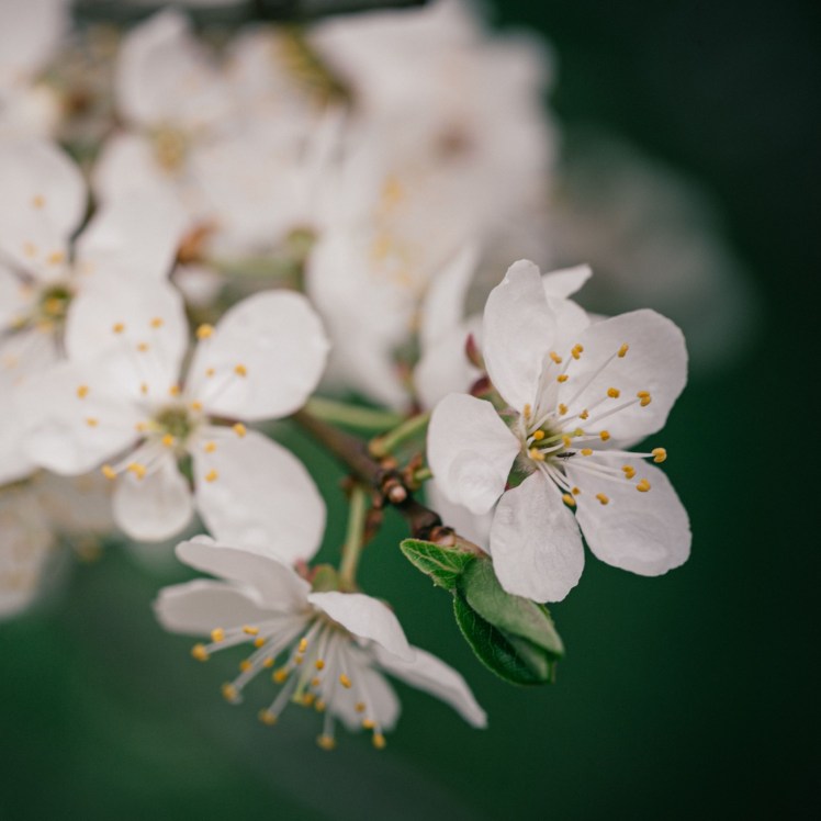 101415665_3059162404178717_169812018474910313_o