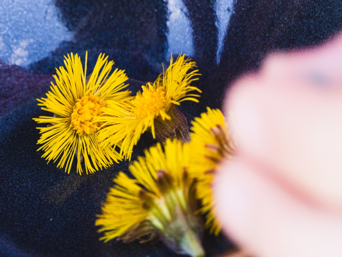 Coltsfoot hasn’t changed. I&nbsp;have.