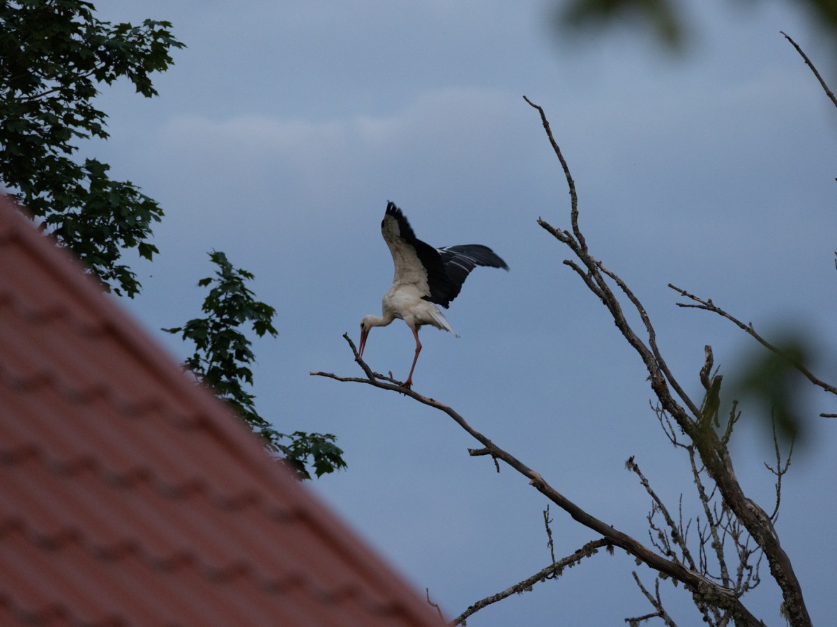 Late Night Walk and the Storks on the&nbsp;Tree