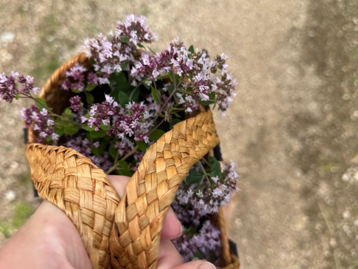 A Basket Full of Surprise – Wild Majoram (Oregano) on My&nbsp;Trail