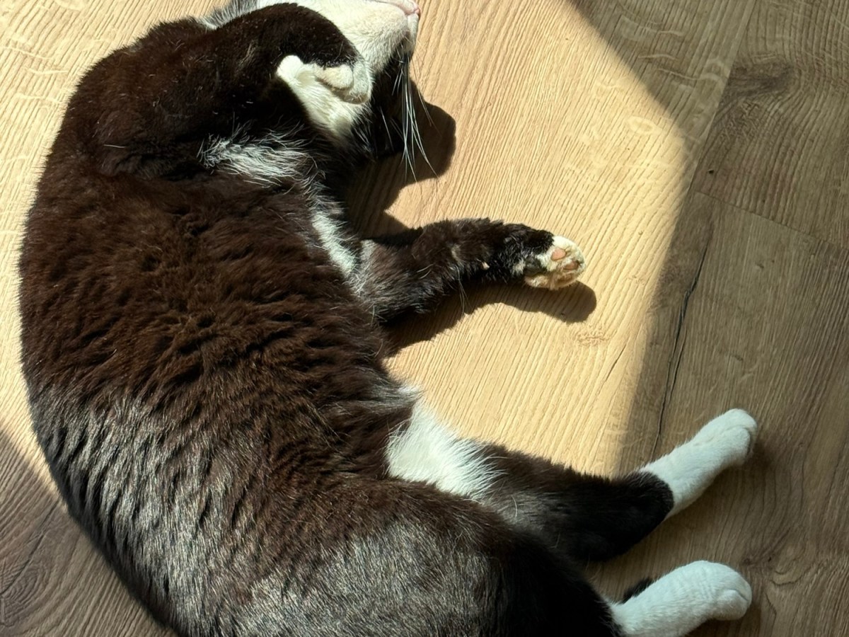 Marley the Cat and the Stolen&nbsp;Sunday