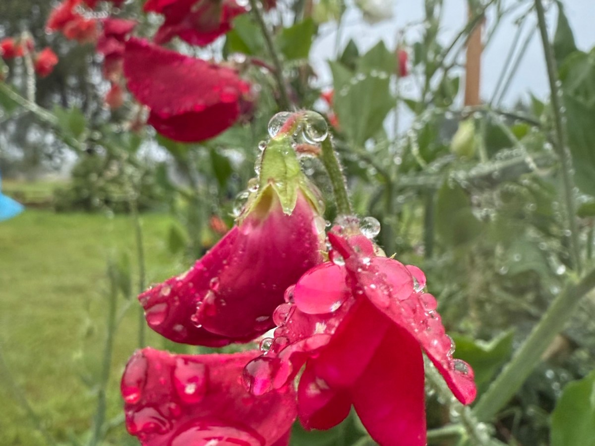 Tomorrow It’s Official!