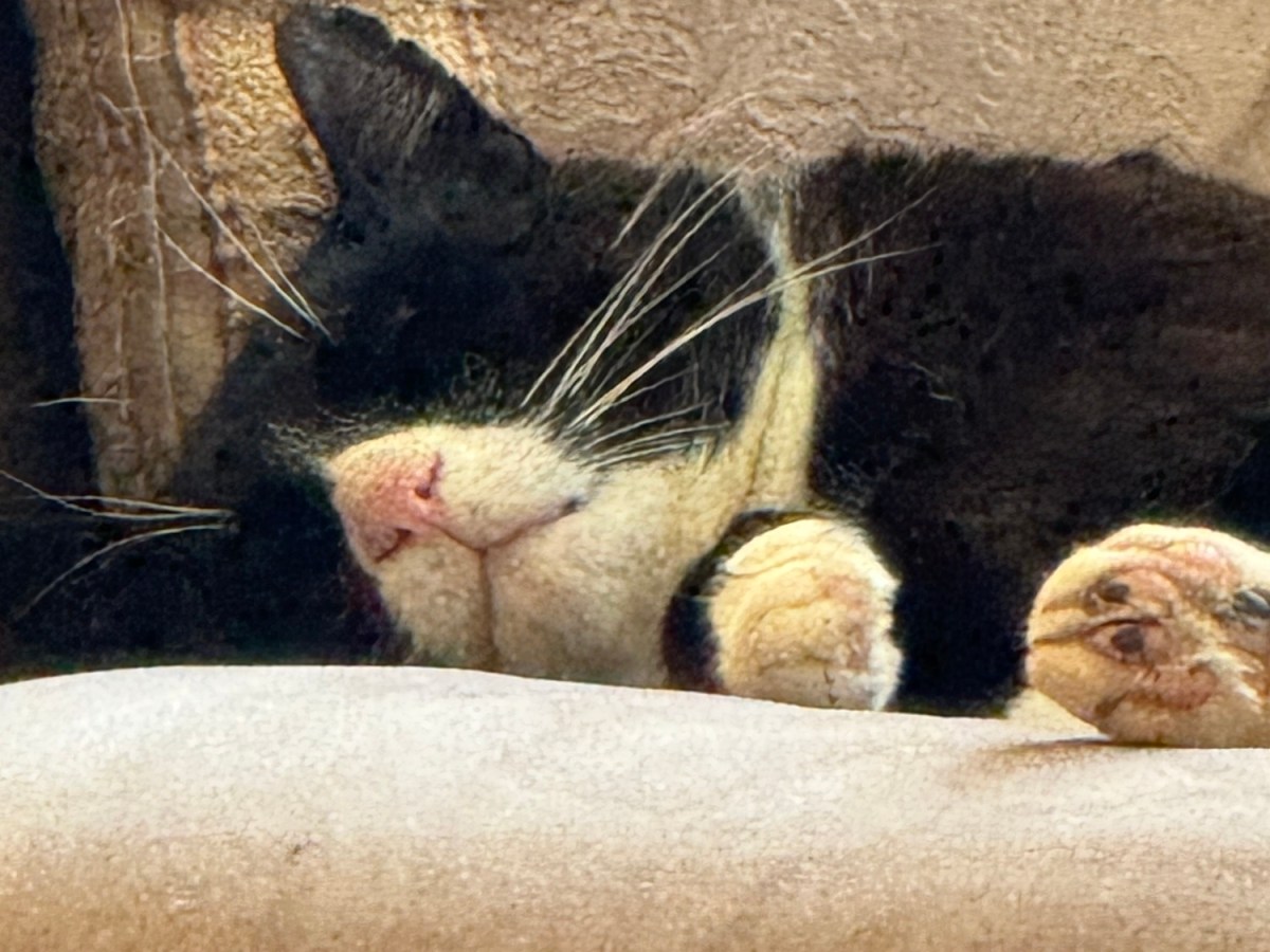 Vacation Day 1: Walk, Horseflies and Sofa&nbsp;Cleaning