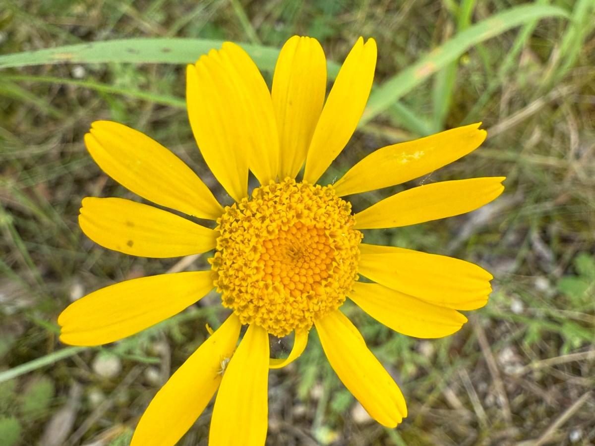 Vacation Day 2: Ice Cream & Coffee, Furrows & Flower&nbsp;Namesakes