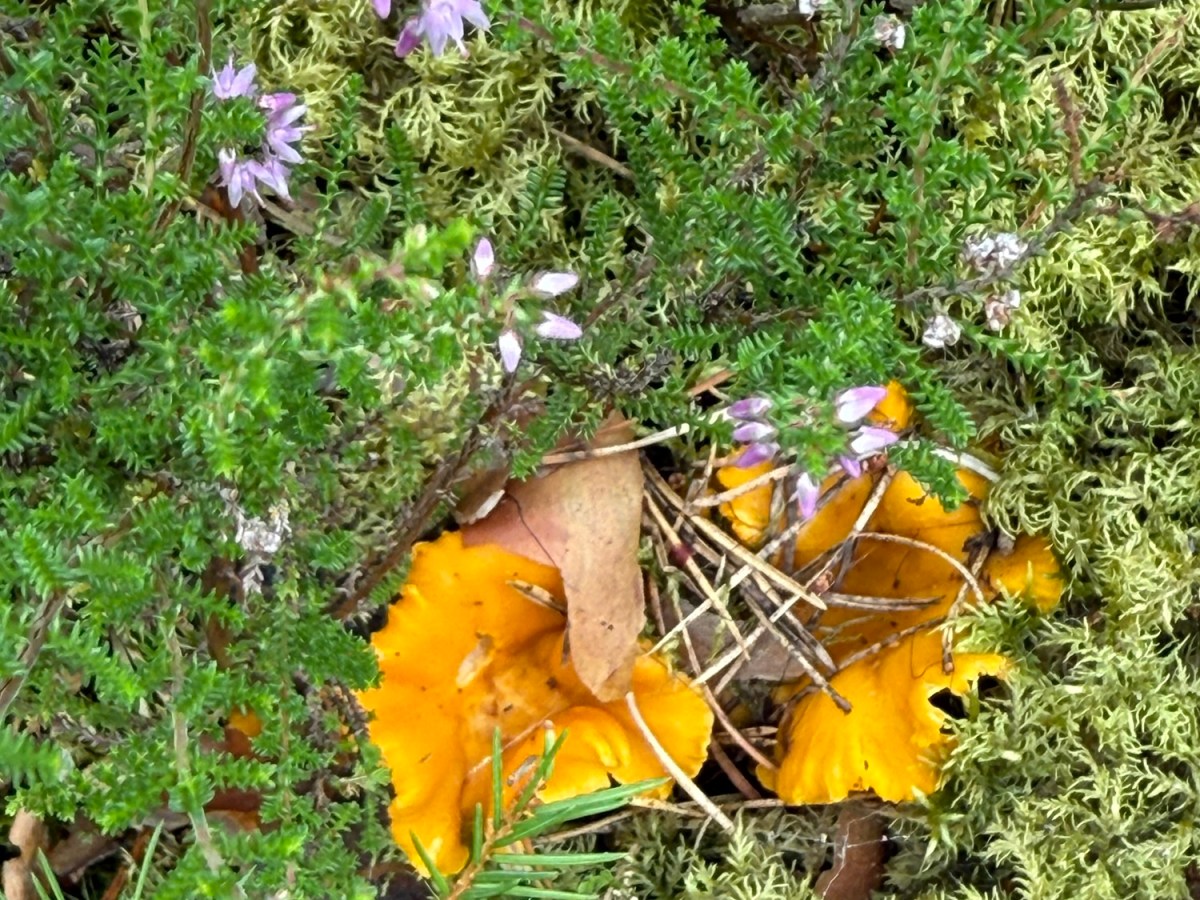 Vacation Day 8: Forest Foraging & A Not-So-Great&nbsp;Ending