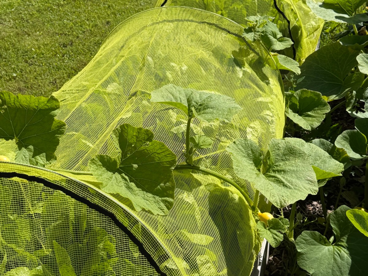 Vacation Day 16 – Walks and Garden&nbsp;Notes