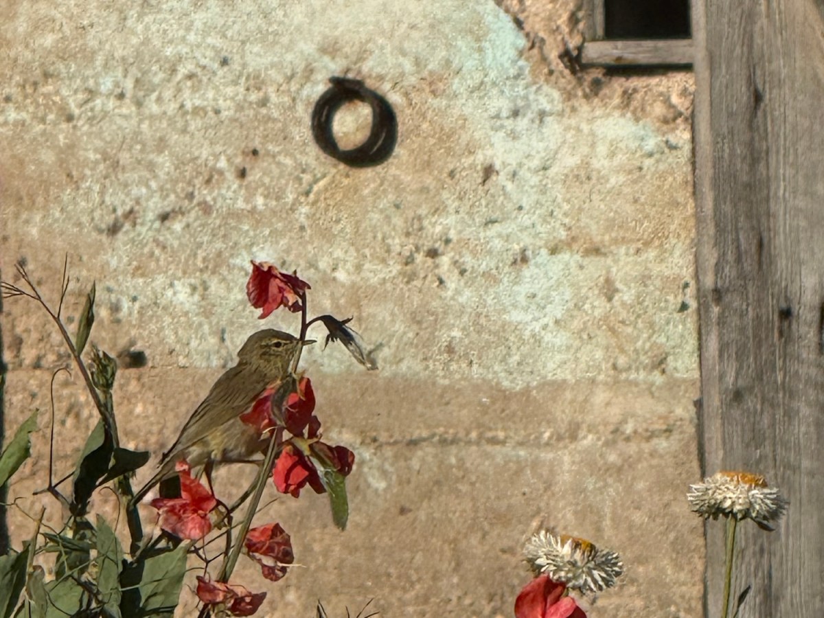 Vacation Day 18 – A Little&nbsp;Visitor