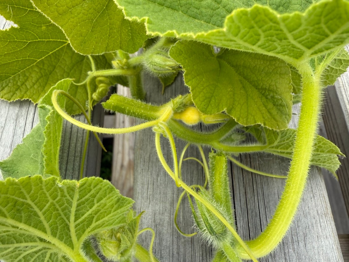 Vacation Day 23 – Autumn Whispers in the&nbsp;Garden