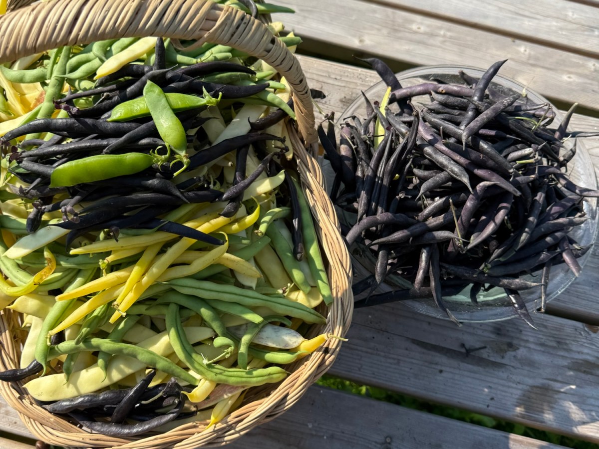 Hot Days, Tired Back, and String Bean&nbsp;Harvest