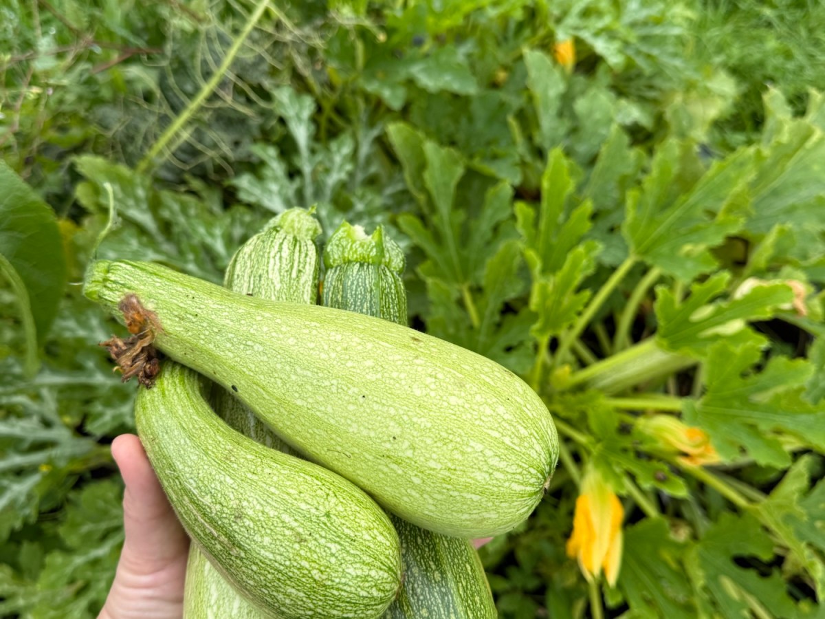 A Surprise in the&nbsp;Garden