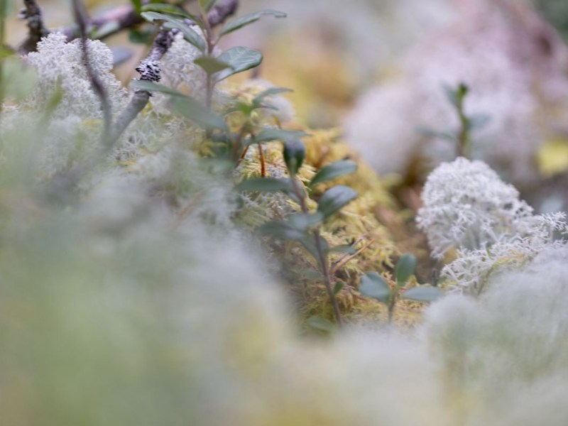 The Night Grows&nbsp;Longer