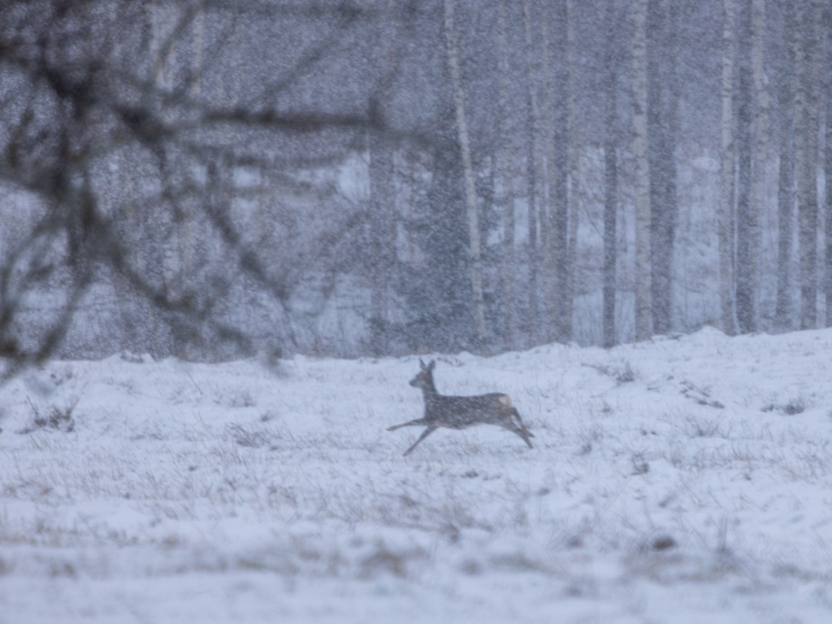 A Snowy Evening with&nbsp;Deer