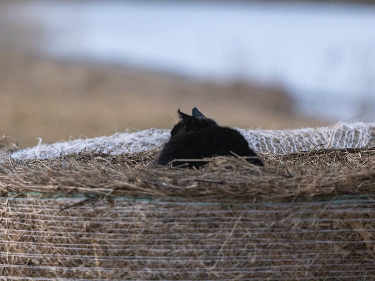 The Big Red&nbsp;Sun