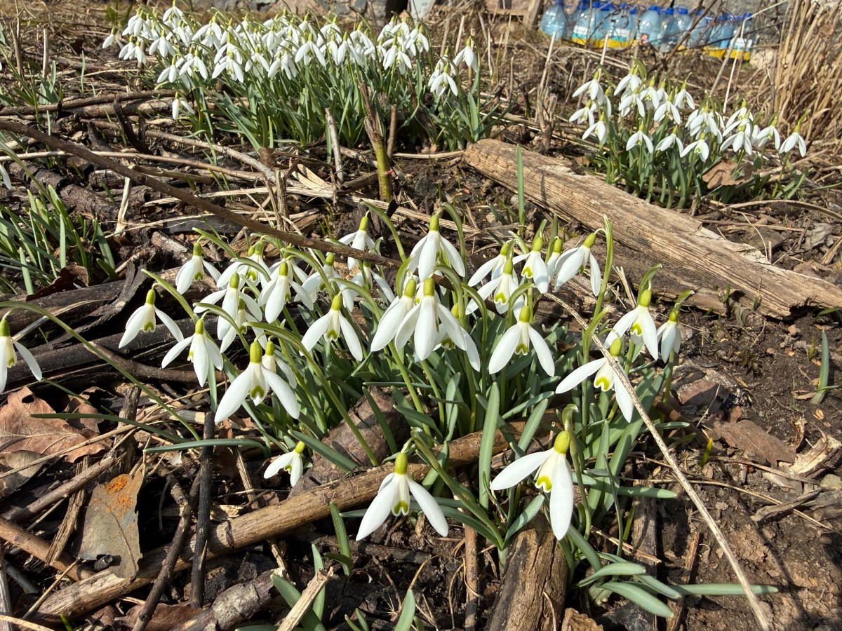 Cleaning the Greenhouse and Starting the First Seeds&nbsp;Outdoors