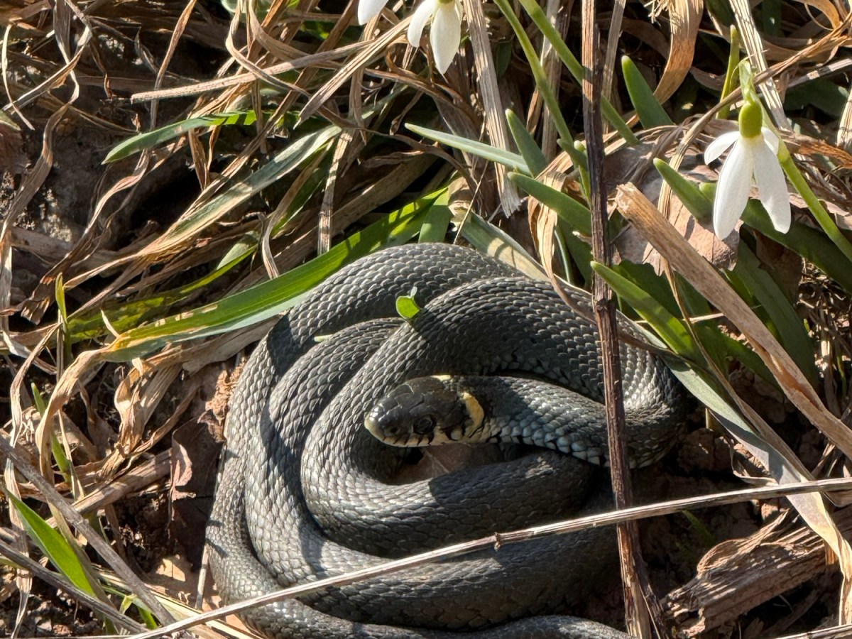 The Same Visitor, Two Days in a&nbsp;Row
