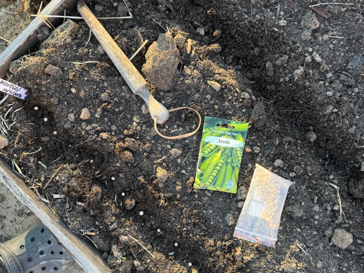 Peas Go In on the 100th&nbsp;Day