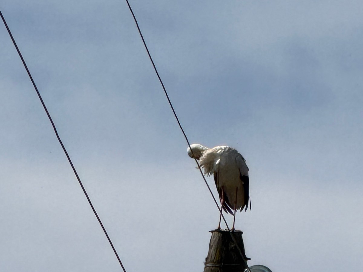 Storks has returned!