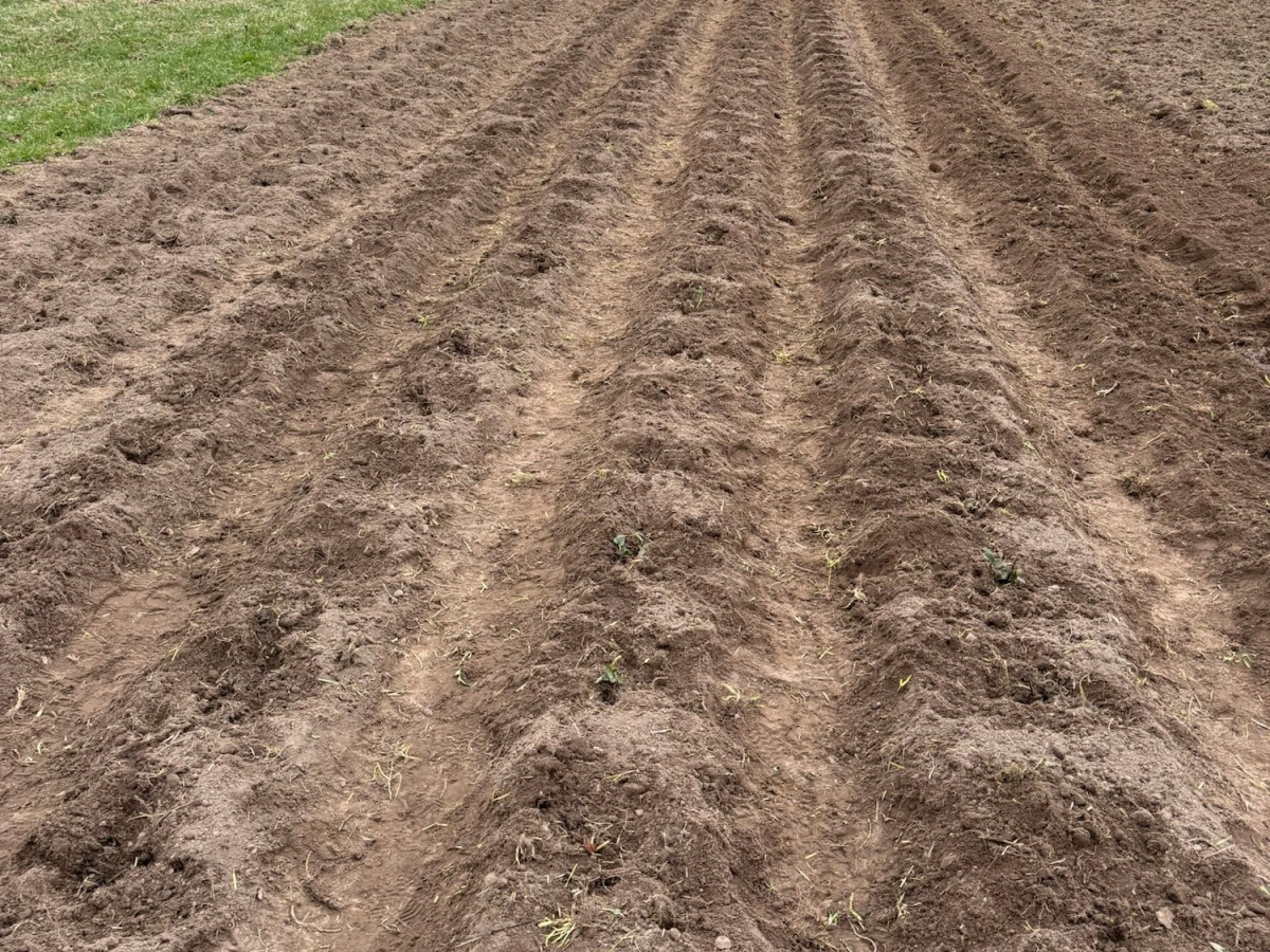 One Freezing Day, 350&nbsp;Strawberries