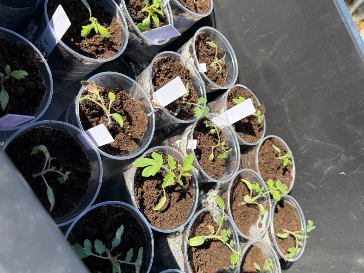 Potting Out Tomatoes and Seeding&nbsp;Flowers
