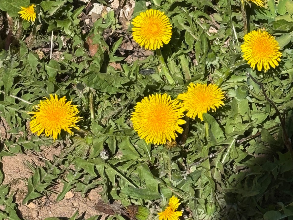 Dandelion (Taraxacum officinale)
