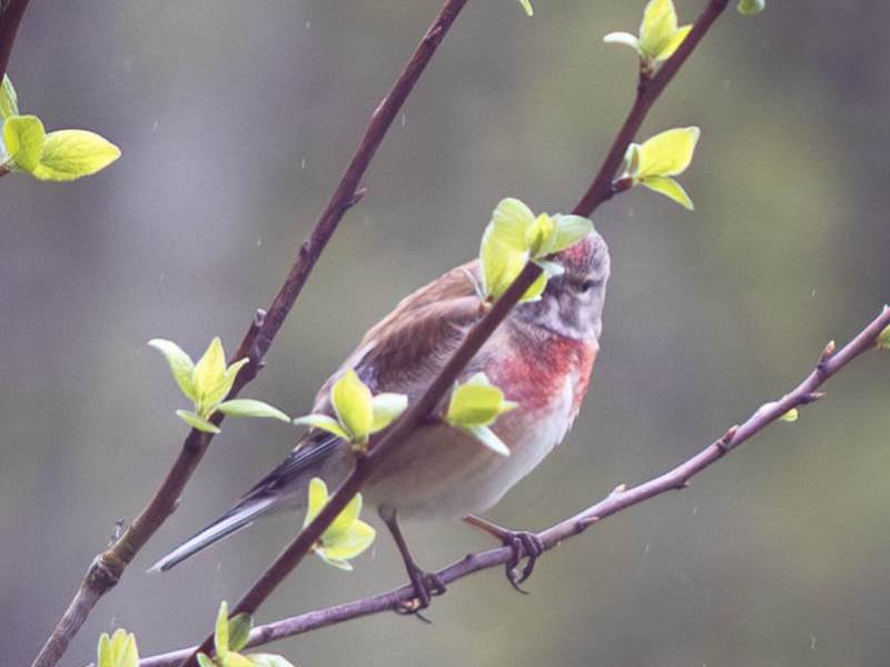 A Bird I Almost Mistook for an Injured Sparrow: Common Linnet (Linaria&nbsp;Cannabina)