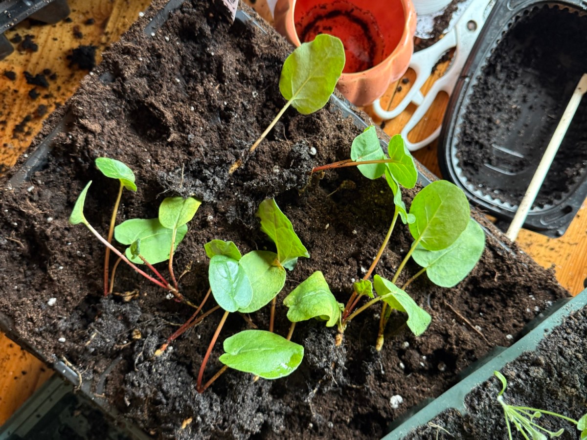 Rhubarb From Seed