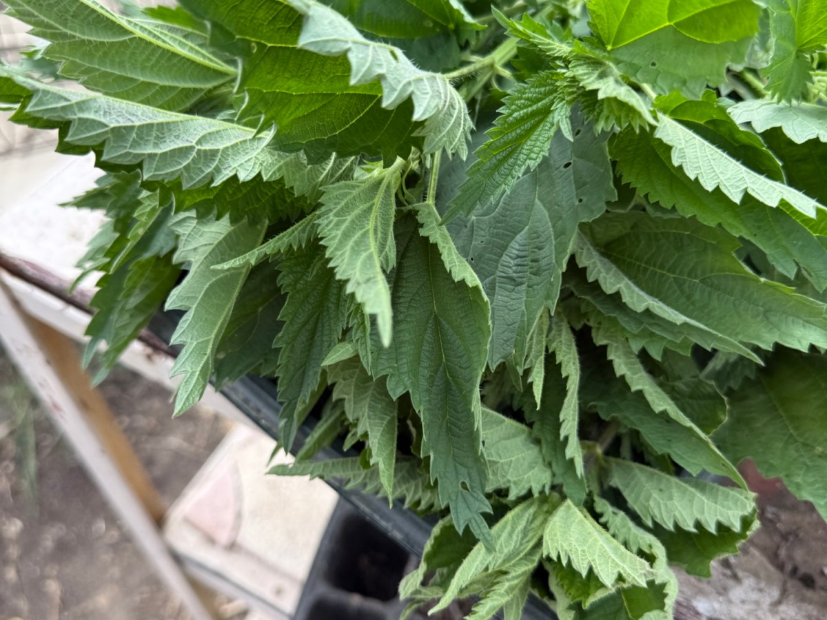 Nettle & Cheese Pastry Triangles –&nbsp;Experiment